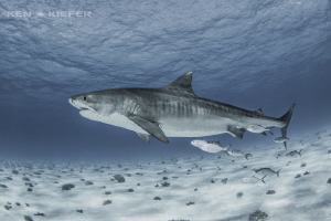 Tiger Shark named "Notch" cruising with an entourage of f... by Ken Kiefer 